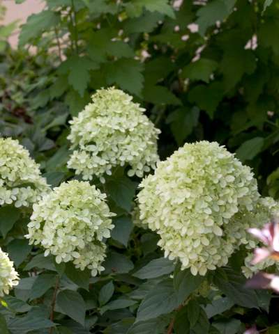 Little Lime Hydrangea